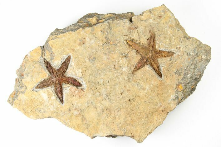 Two Ordovician Starfish (Petraster?) Fossils - Morocco #193724